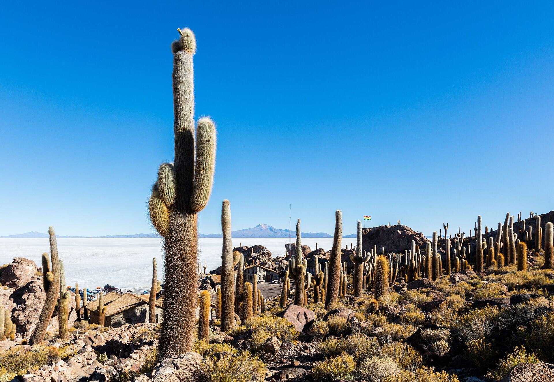 Cactus de Incahuasi frente a la extensión blanca del salar.