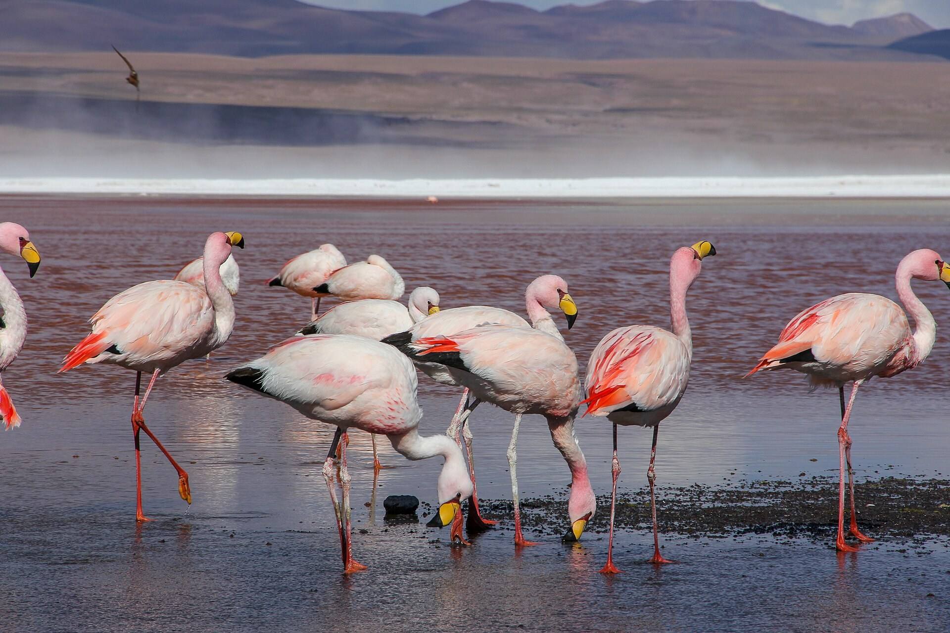 Grupo de flamencos en Laguna Colorada, dentro de la región de Eduardo Avaroa.