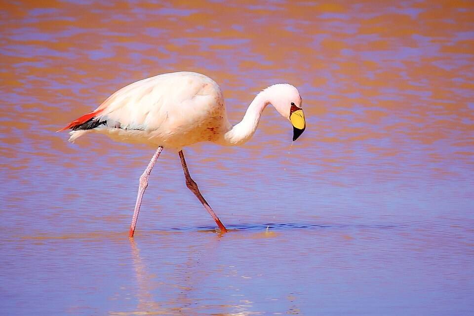 Un flamenco camina en el agua rosada de Laguna Colorada.