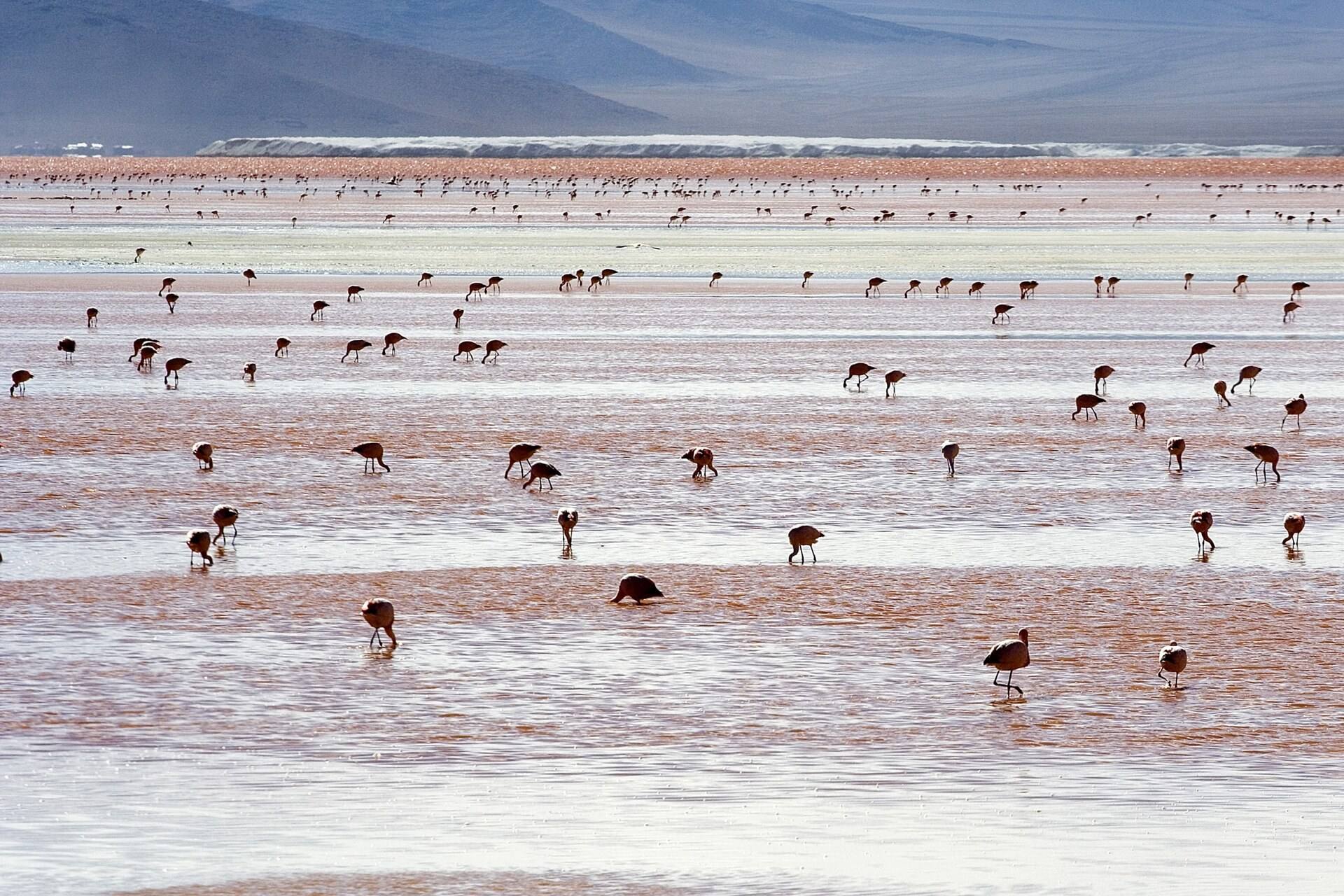 Flamencos dispersos en las aguas de Laguna Colorada.