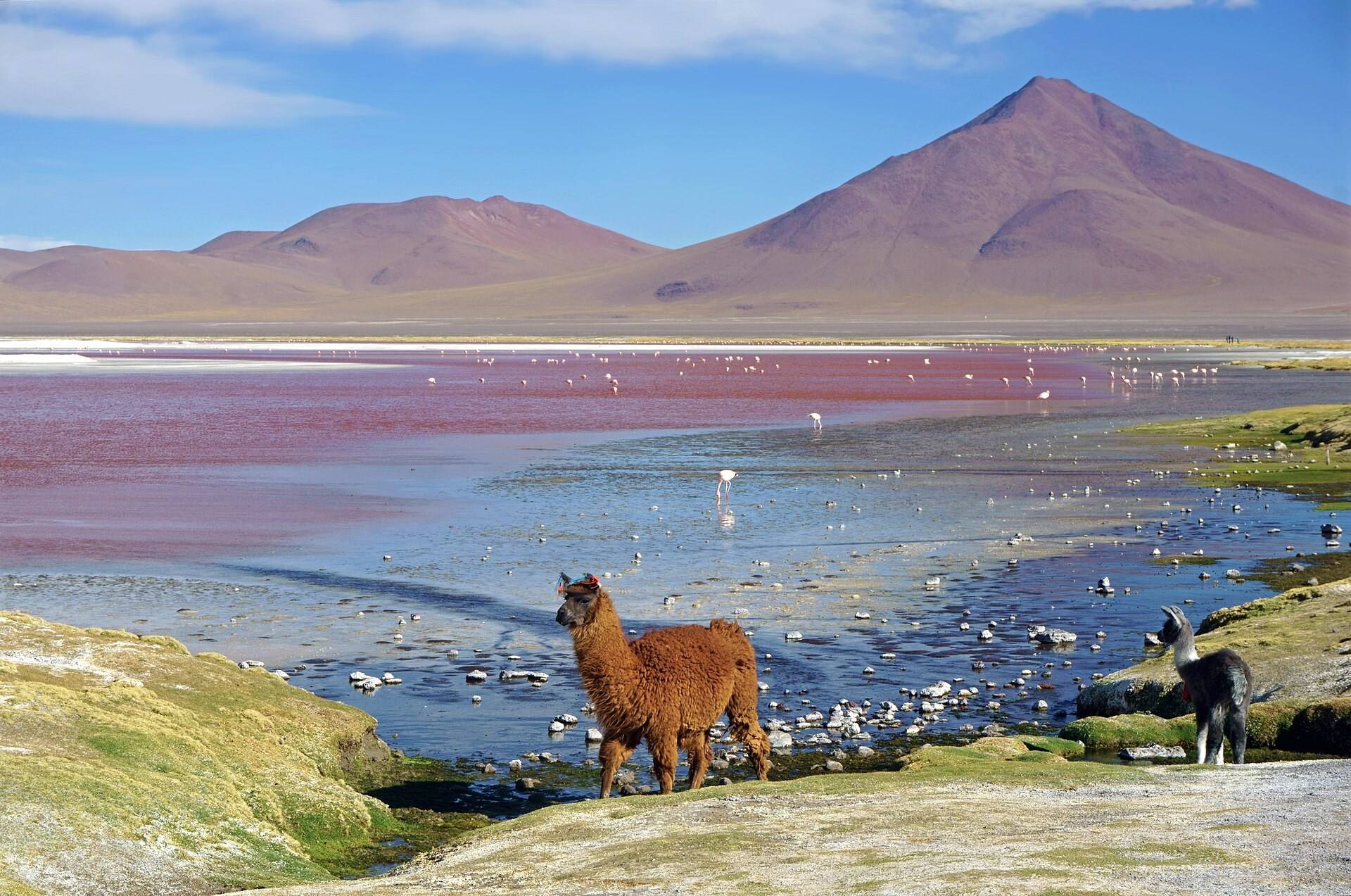 Lhamas na margem de Laguna Colorada, com montanhas ao fundo.